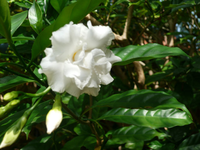 P1010716