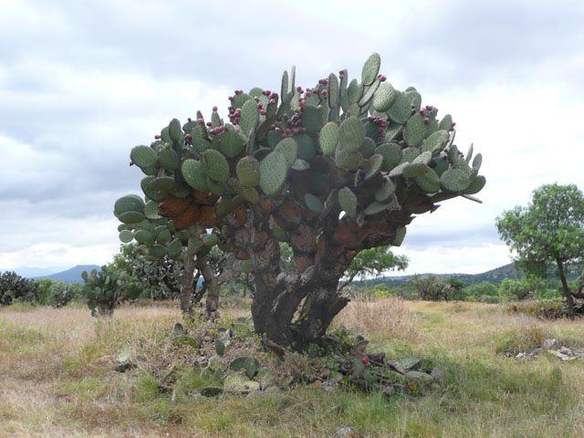 P1040956