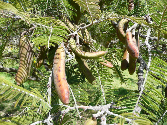 P1050470